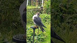 Lanner Falcon Preening [upl. by Ethelstan351]