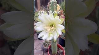 Our Peruvian Apple cactus had its last bloom last night 😊🌵 succulents cactus [upl. by Garrek]