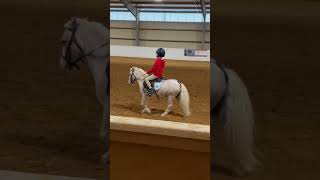 Patty and Smalls enjoying lessons a few months back horse equestrian ponyhorse [upl. by Elmira]