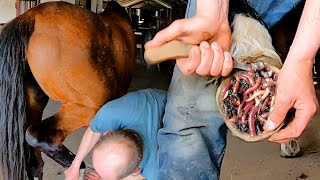 Extreme Hoof Cleaning Transforming Filthy Hooves to Healthy Feet [upl. by Ycats]