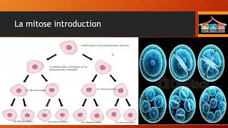 Eb9 bio la mitose part 2 [upl. by Eniac480]