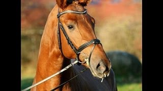 wwwsporthorsesonlinecom 2010 Hanoverian gelding by Desperados sold [upl. by Britte]