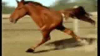 Retarded TwoLegged Running Horse [upl. by Pierrette]