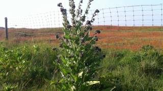 Houndstongue Cynoglossum Officinale  Gypsy Flower  20120530 [upl. by Celtic242]