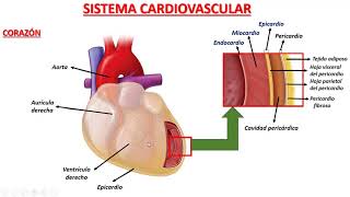 Histología del Corazón 1 [upl. by Garlanda]