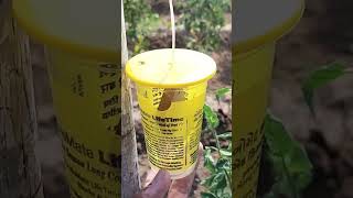 How to install pheromone trap trending organicfarming [upl. by Cirted803]