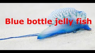 Blue Bottle jelly fish [upl. by Nador]