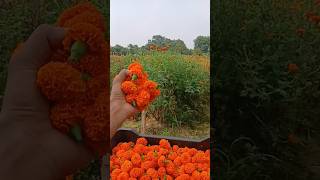 Floriculture🥀indiafloricultura farmliferurallifefarming farmerfarmersfarmgarden flowercare [upl. by Rochette]