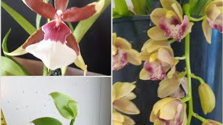 Расцвели орхидейки  Cymbidium beallara eurostar фаленопсис [upl. by Lemhar]