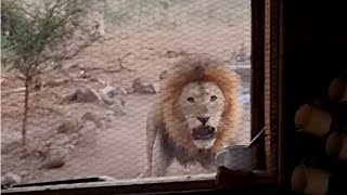 Lion in the kitchen window [upl. by Aloek]