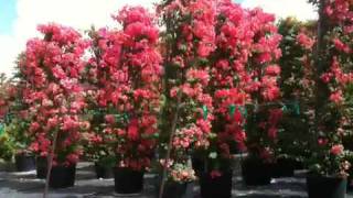 25 Gallon Trellis Bougainvillea Assorted [upl. by Ttergram261]