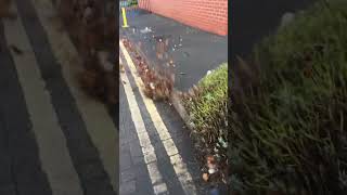 Leaf clearance commercial grounds maintenance Liverpool Karl Fischer Garden and Grounds [upl. by Lemuelah]