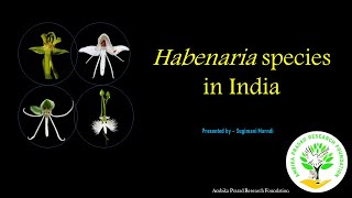 Habenaria species orchids terrestrial orchidworld odisha conservation conservationawareness [upl. by Aristotle]