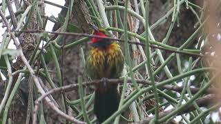 Gorgeous Bushshrike call [upl. by Kaitlin126]