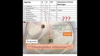 variety of Haemophilus species identification on basis of X VXV Blood agar and Xylose test [upl. by Chamberlain]