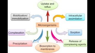 Microbial Bioremediation PPT [upl. by Temirf140]