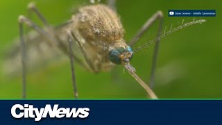 New mosquito species invades Edmonton [upl. by Eoin44]