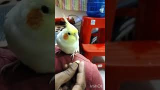 Cockatiel Lutino Parrot 🐦 Rio Having Peanut 🥜lutino petbird [upl. by Carpet]