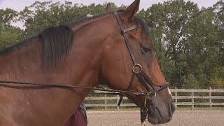 Equine therapy helps veterans with PTSD [upl. by Holmes]