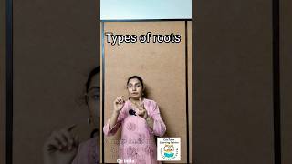 The World of Roots Taproot Fibrous Root System amp Adventitious Roots [upl. by Ibob]