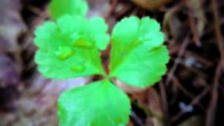 Medicinal Goldthread  Coptis trifolia [upl. by Horn]