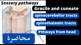 Ascending pathways sensory tracts شرح [upl. by Latsyrk]