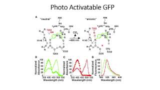 Photoactivatable GFP Green Fluorescence Proteins Code 347 [upl. by Ritter]