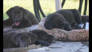 Dewclaws on Watermark Retriever Labrador with Mary Tatum DVM [upl. by Ehtnax]