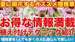 【夏に開花するオススメ宿根草】宿根草の植え付けテクニックをご紹介‼︎知っておくだけでお庭がプロ並みの出来栄えに‼︎Ver360【カーメン君】【チューリップ】【球根】【宿根草】 [upl. by Radbourne269]