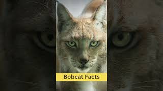 Bobcat Interesting Facts  Behavior  Habitat and Range  Physical Characteristics cats [upl. by Lolita]