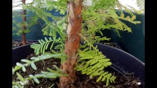 Dawn redwood Update August 2023 [upl. by Manley]