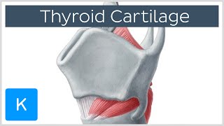 Thyroid Cartilage  Definition amp Function  Human Anatomy  Kenhub [upl. by Glarum]