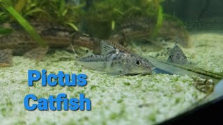 Pictus Catfish facts [upl. by Enrobialc797]