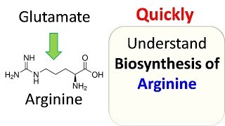 Arginine biosynthesis [upl. by Aber]