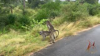 Kruger National Park  Morning Glory mating time for the Chacma Baboons [upl. by Napoleon]