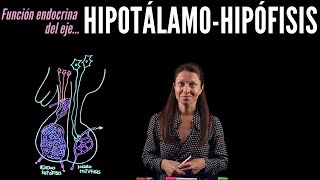 Fisiología endocrina I Eje HipotálamoHipófisis [upl. by Marvella]