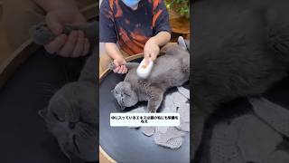 Daily routine of Japanese millionaires cat shortsvideo [upl. by Vachil403]