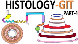 Histology of Gastrointestinal Tract GITPart 4 [upl. by Ayot768]