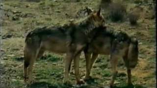 el lobo felix rodriguez de la fuente  lobo corteja a loba [upl. by Nam]