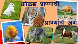 Std1st Marathi Majet shikukya Marathi19ओळख प्राण्यांची20प्राण्यांचे जग🐯🦊 [upl. by Nollahp]