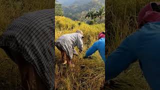 Rice Harvesting on mountain farmingprovincelife philippines satisfying [upl. by Azile]