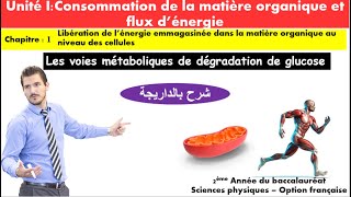 Consommation de la matière organique et flux dénergie  Les voies métaboliques شرح بالداريجة [upl. by Eddie]