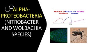 ALPHAPROTEOBACTERIA NITROBACTER AND WOLBACHIA SPECIES [upl. by Oiluj]