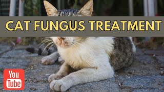 Fastest Way To Treat Cat Fungus Recover In A Week [upl. by Yeldua]