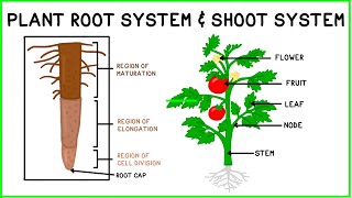 Plant Root System amp Shoot System [upl. by Zined]