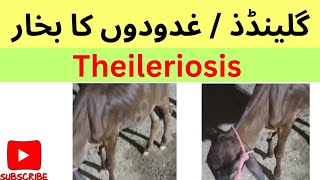 Theileriosis  Gadoidon ka bhukhar in cattle  buffalo  goat  sheep  Dr Muhammad Saif [upl. by Talley]