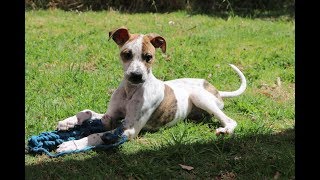 Greyhound puppies [upl. by Lessard]