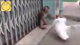 Funny videos Monkey Vs Rooster Who will win [upl. by Giustina301]