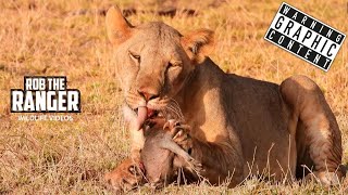 Warthog Snack For Lions  Buffalo Springs  Zebra Plains On Tour [upl. by Noryt]