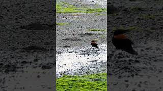 Colegial hembra y macho isladechiloé chiloé octubre2024 primavera2024 aves santarosaquellón [upl. by Norvil]